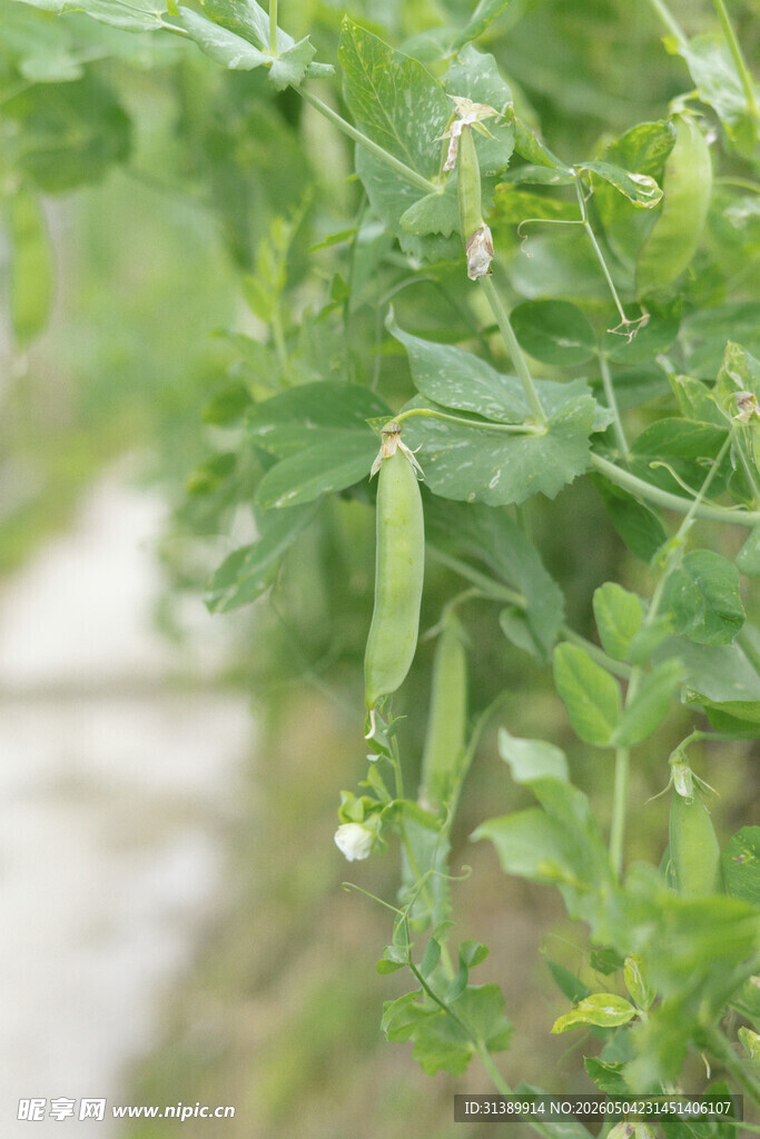 豌豆藤蔓上的鲜嫩豆荚