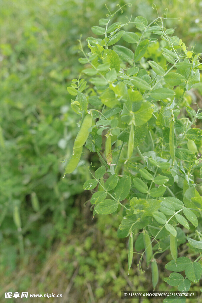 豌豆片