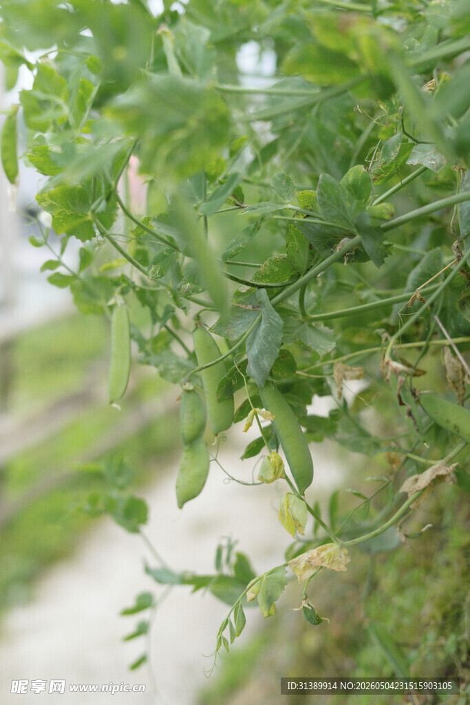 豌豆片