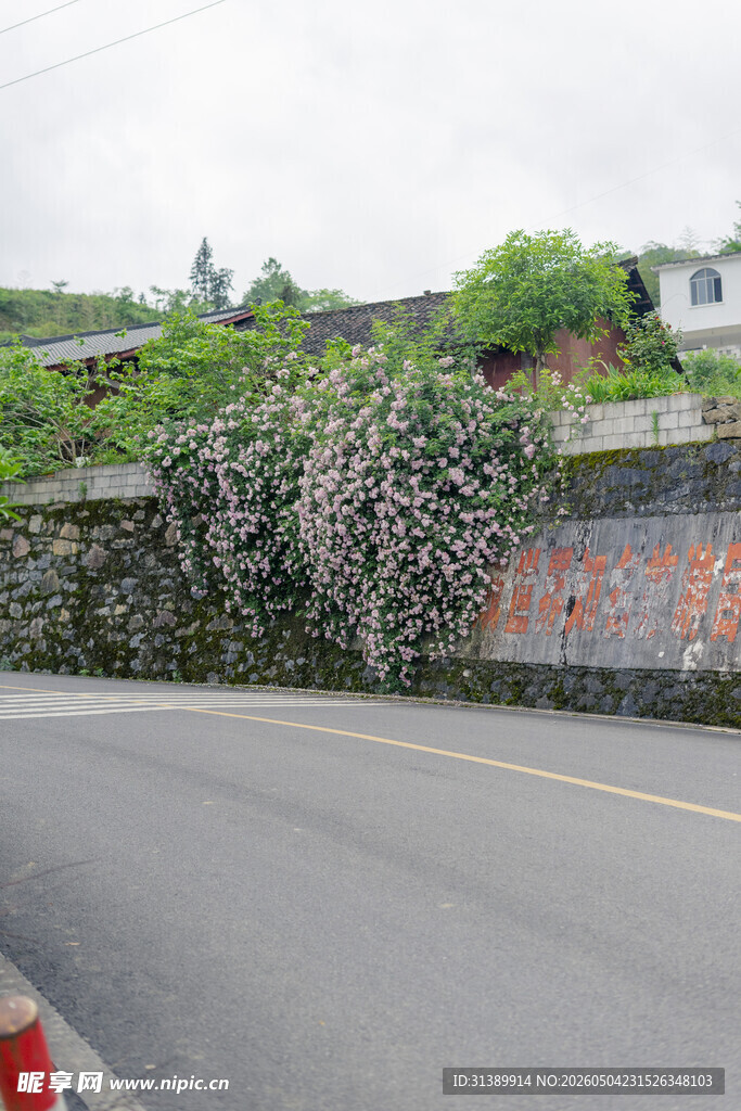 路边繁花覆盖的石墙景观