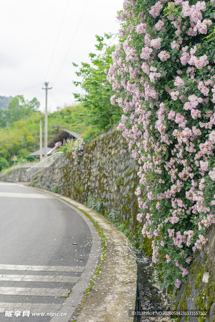 蜿蜒路旁繁花簇拥的景致