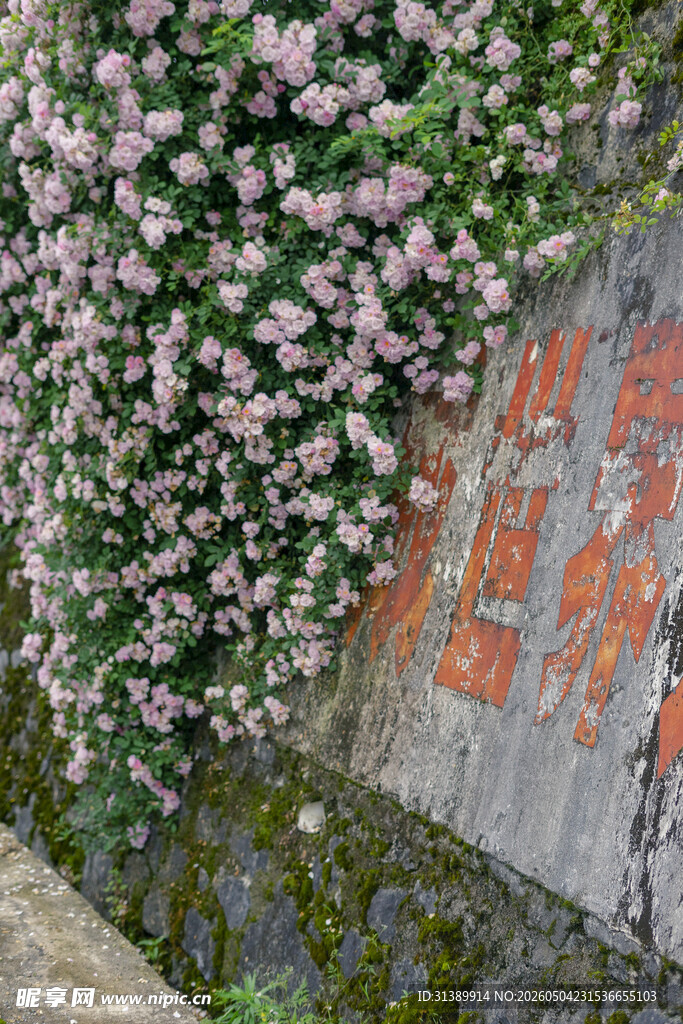 繁花覆墙 古韵景致