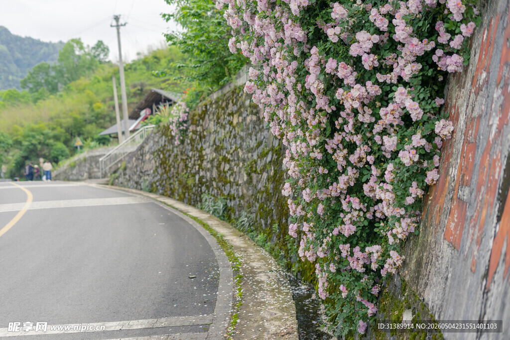 蜿蜒路旁繁花覆墙