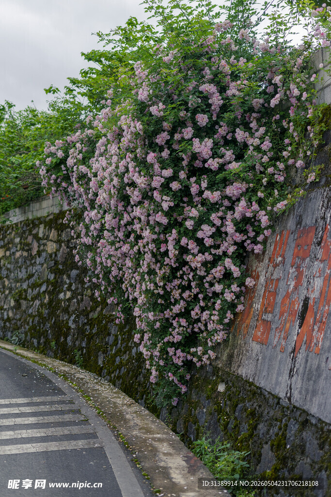 繁花覆墙的静谧小路