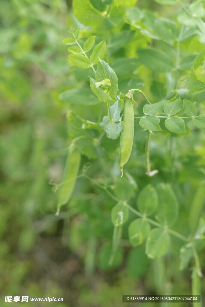 豌豆荚