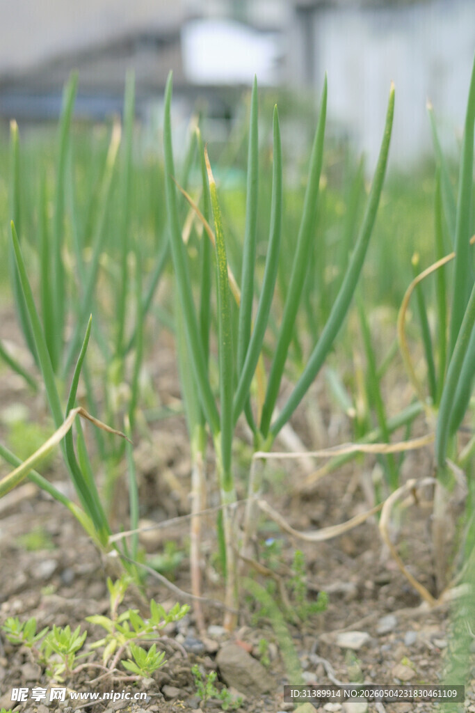 葱苗在田地里茁壮成长