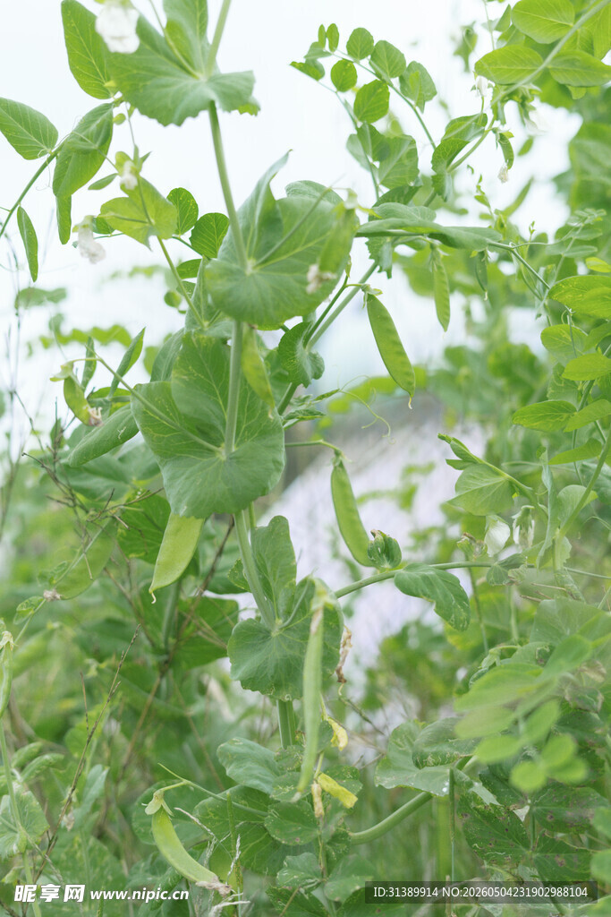 绿叶繁茂的植物景观