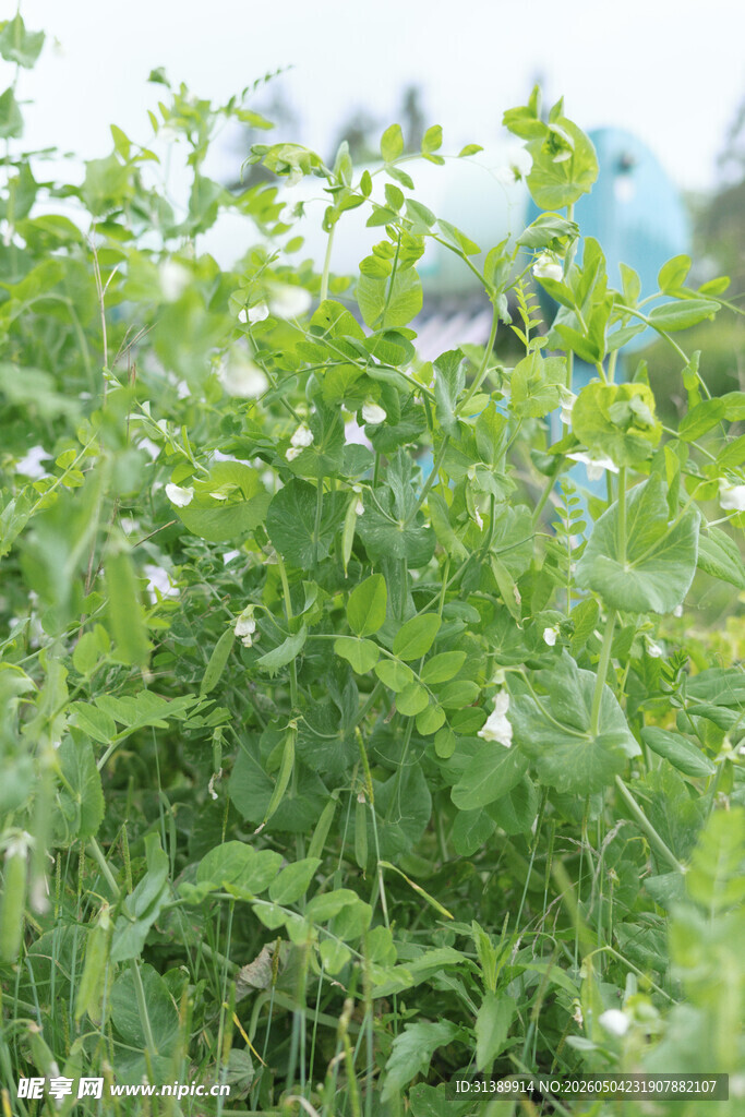 豌豆荚