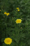 田野中的黄色小雏菊