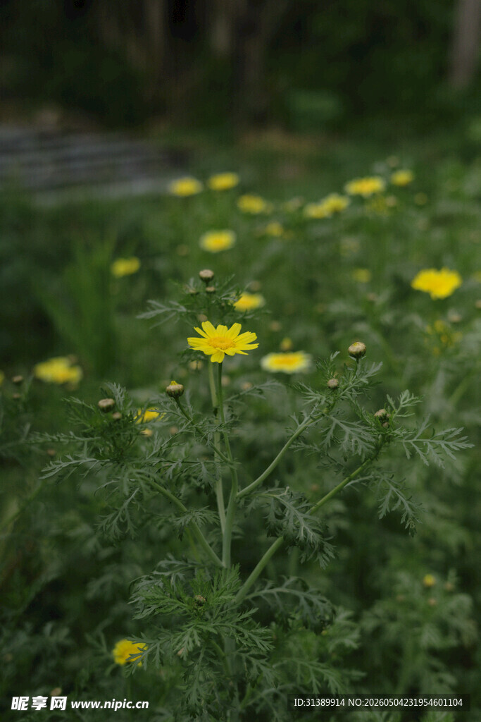 草地中的黄色小花绽放