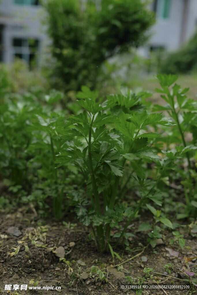 花园里的嫩绿植物