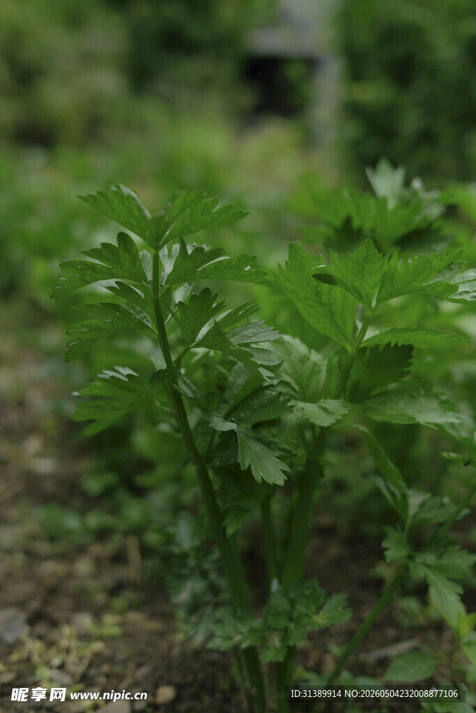田间嫩绿蔬菜植株