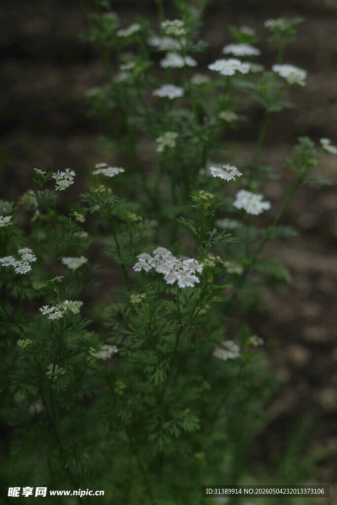 白色小花绽放于绿植间