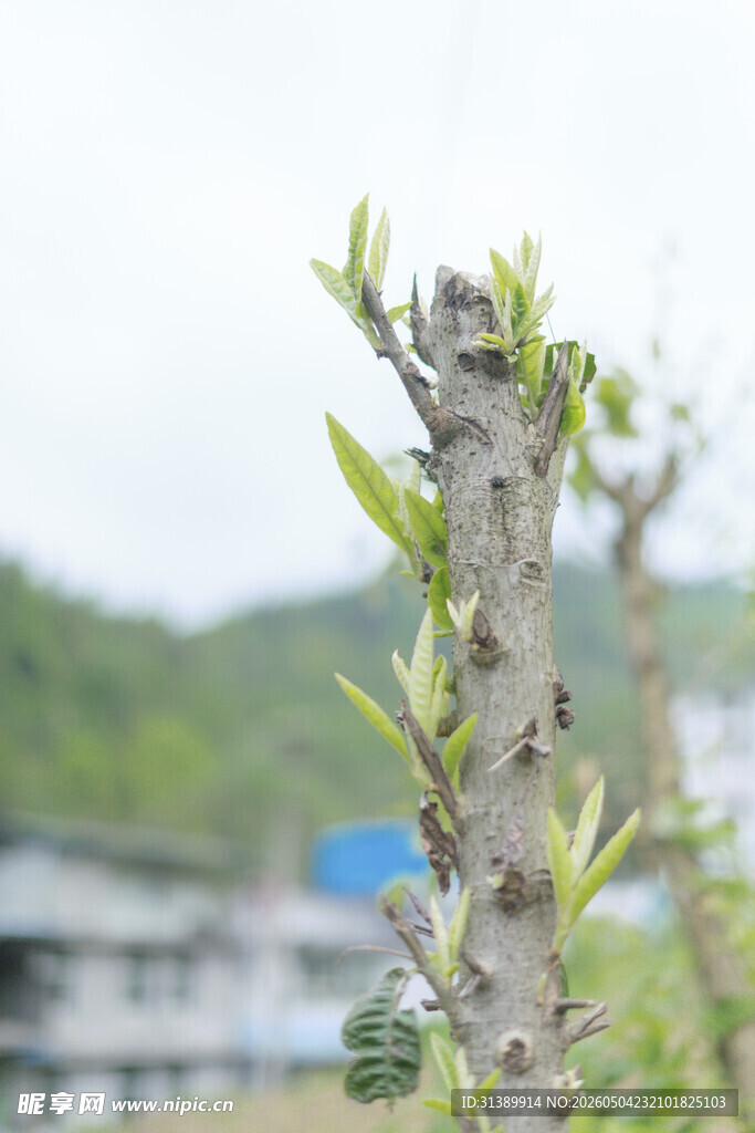 新生绿植 展现蓬勃生命力