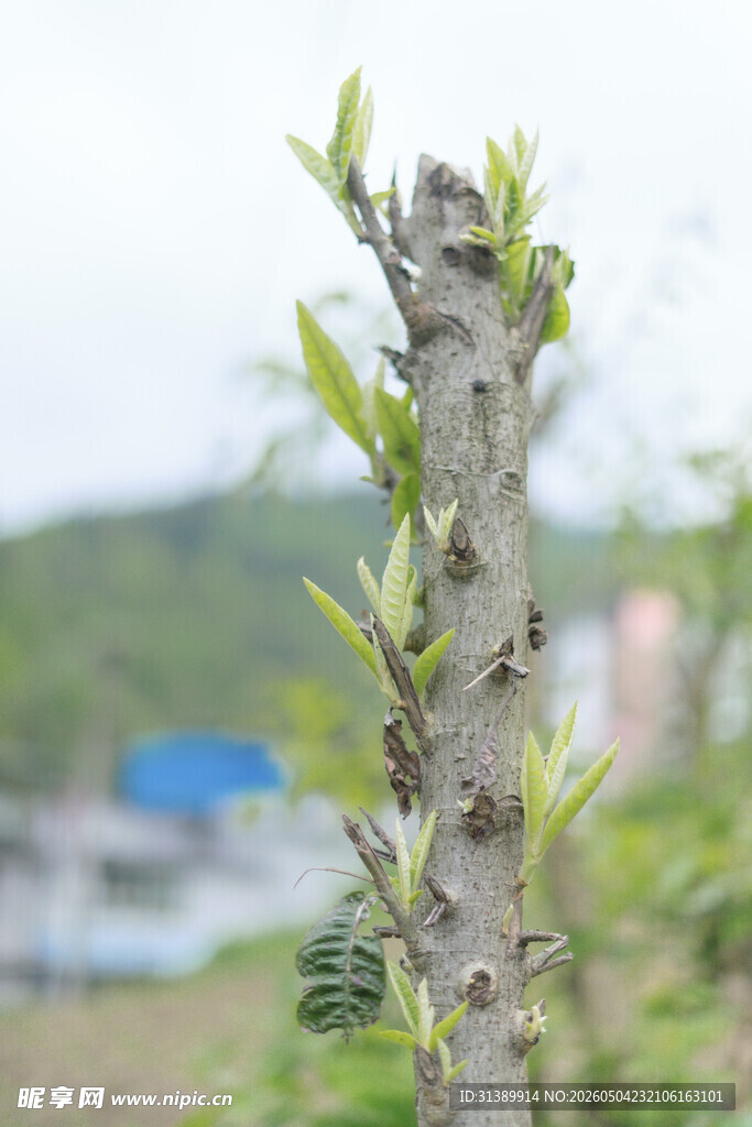 枝头新绿初绽的带刺植物