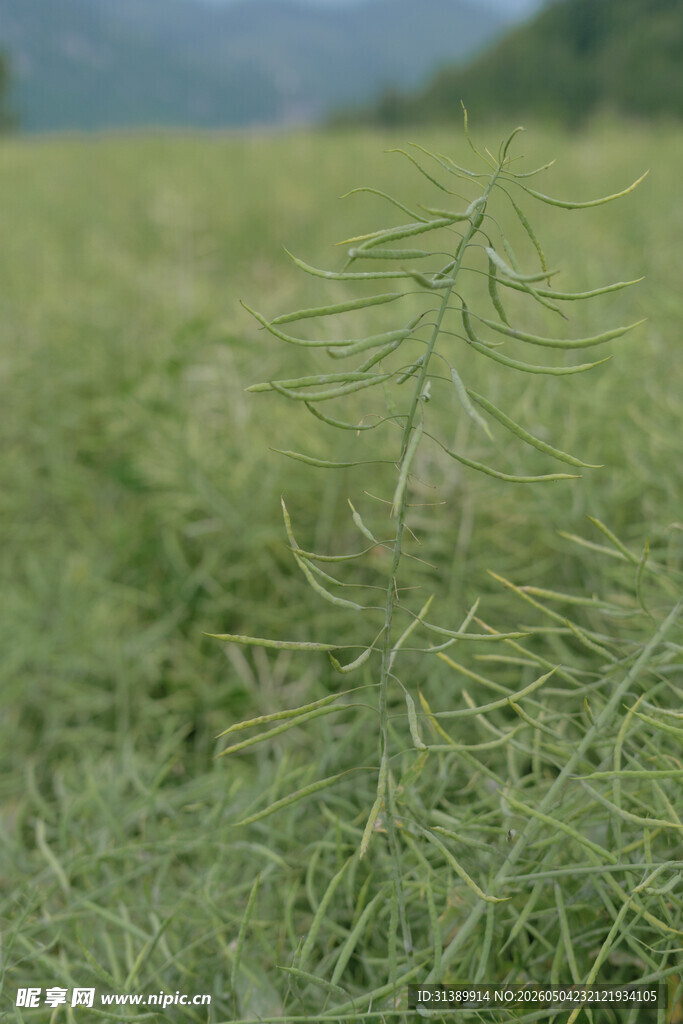 菜籽