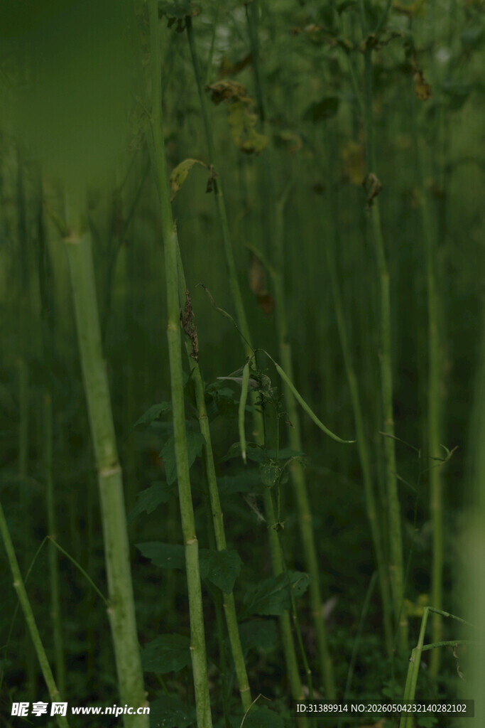 茂密竹林景象