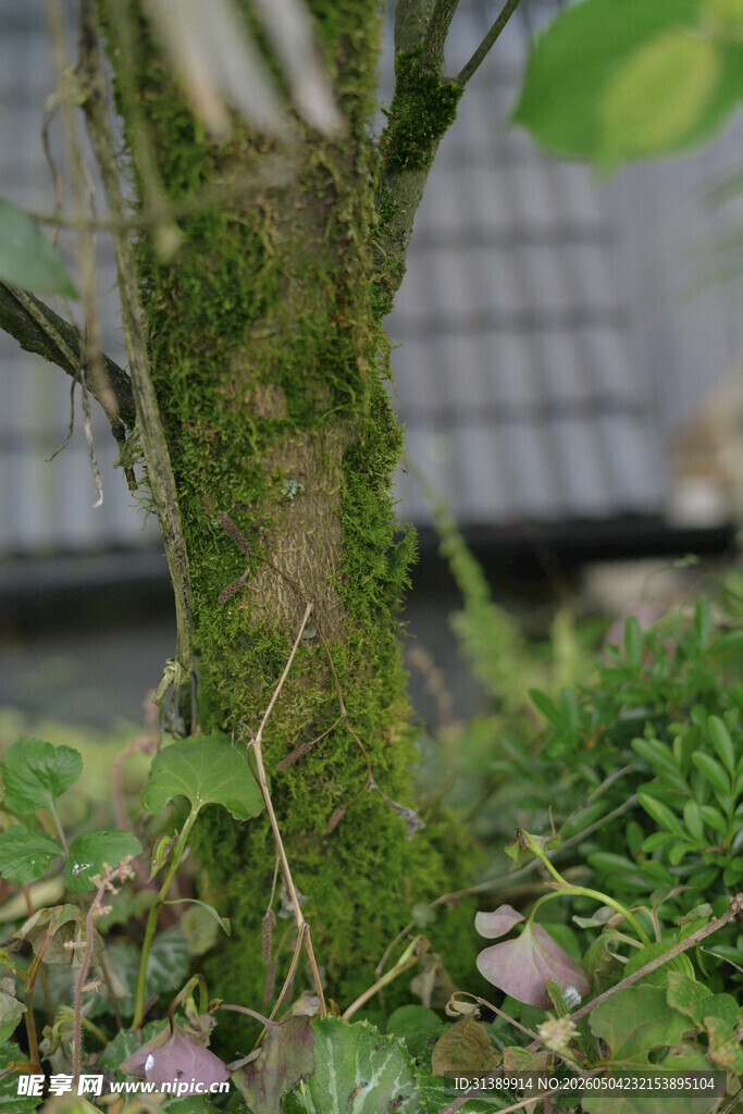 苔藓覆盖的树干与绿植