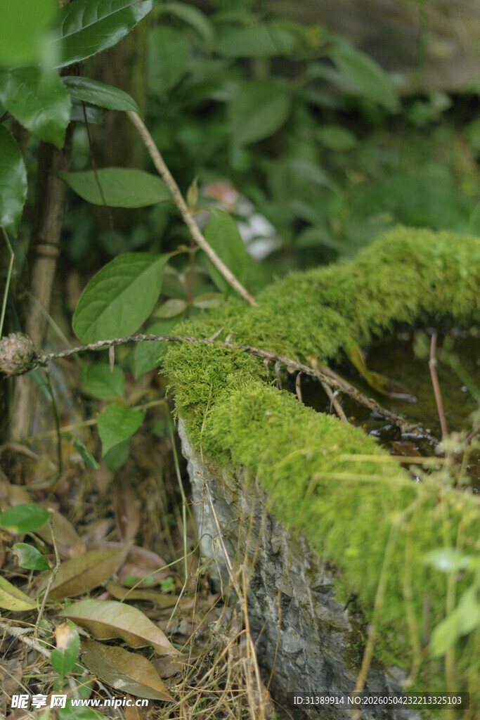 长满苔藓的古朴石槽景观