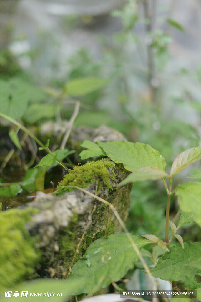 绿意盎然的苔藓与植物