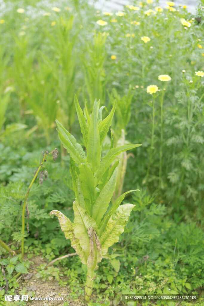 田野中的绿色植物