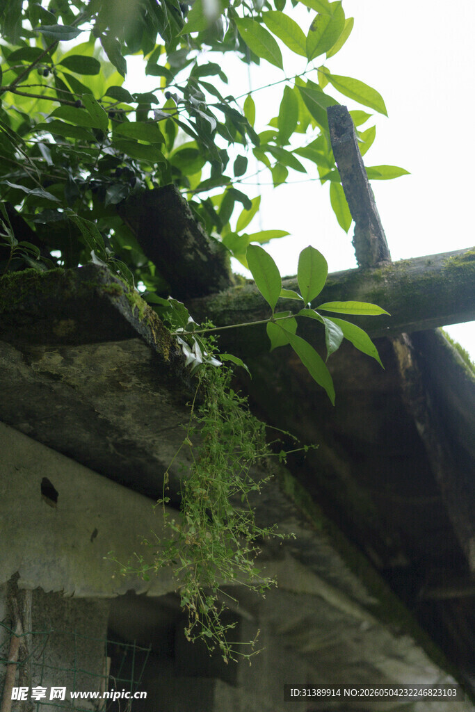 屋顶绿植生机盎然