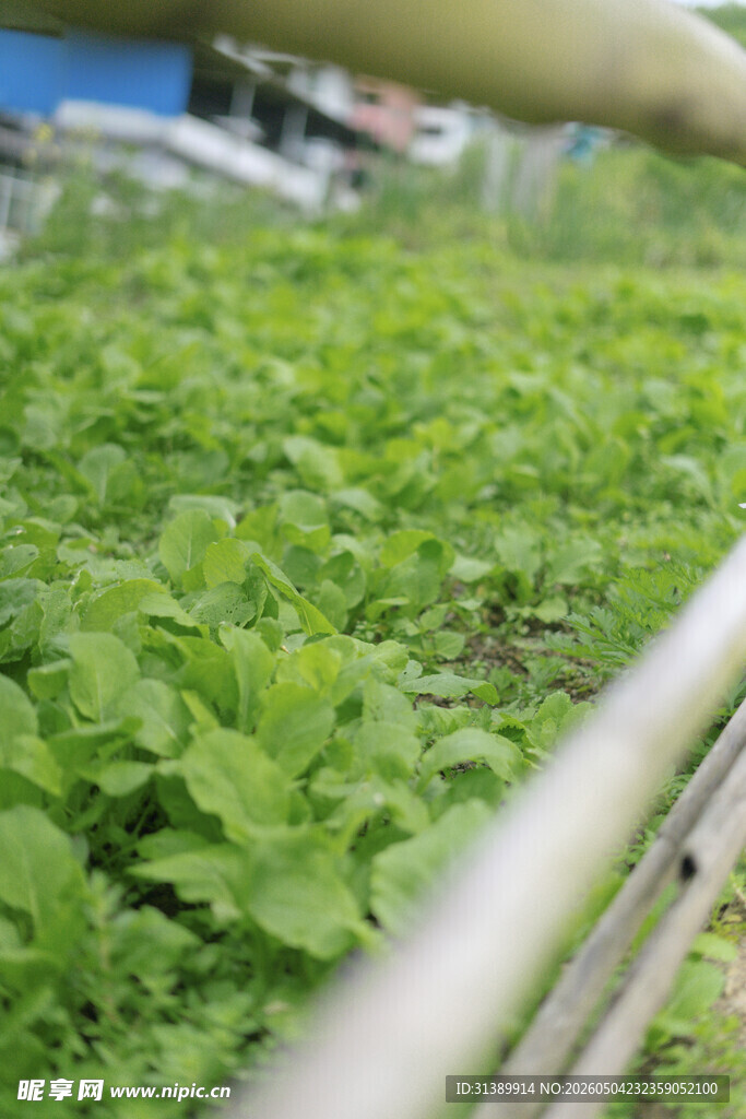 温室中的嫩绿蔬菜植株