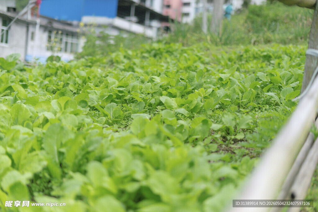 温室中的鲜嫩绿叶蔬菜