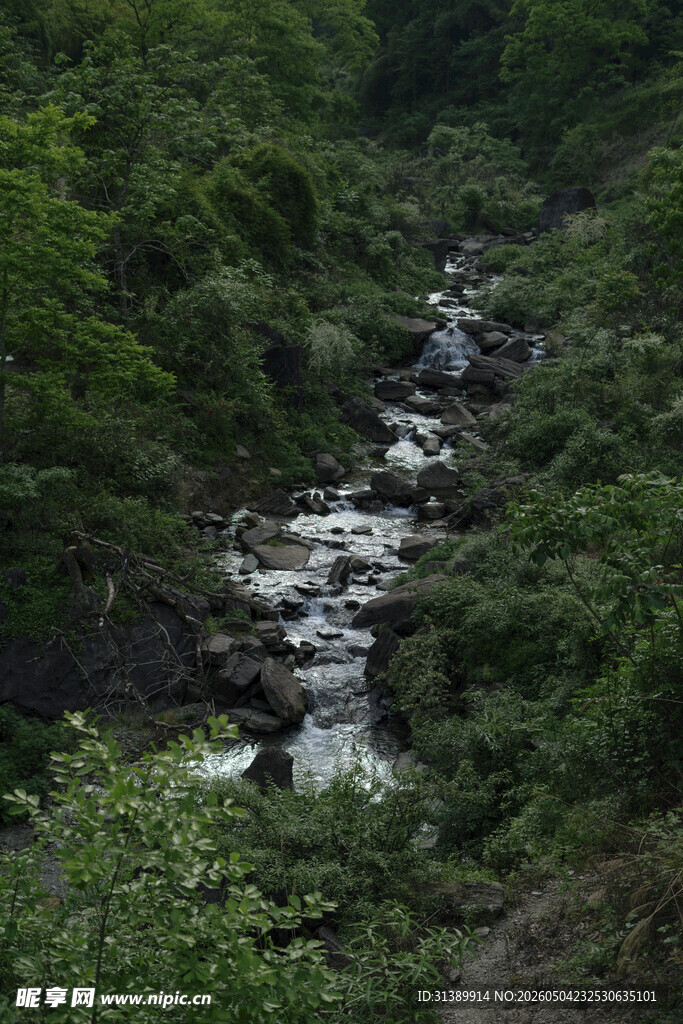 山间溪流穿林而过