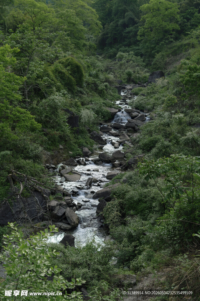 山间溪流穿林而过