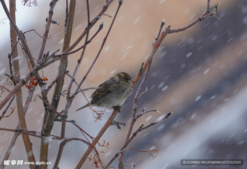 雪中枝头小鸟