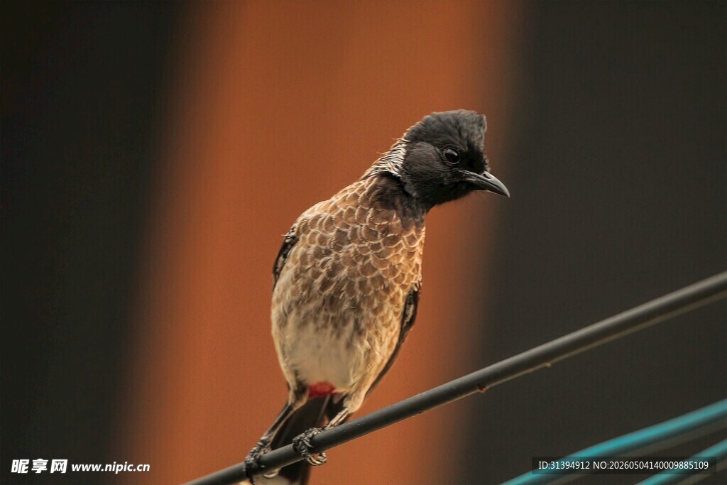电线上的小鸟