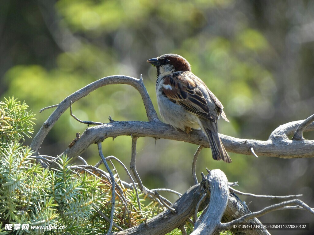 枝头小鸟