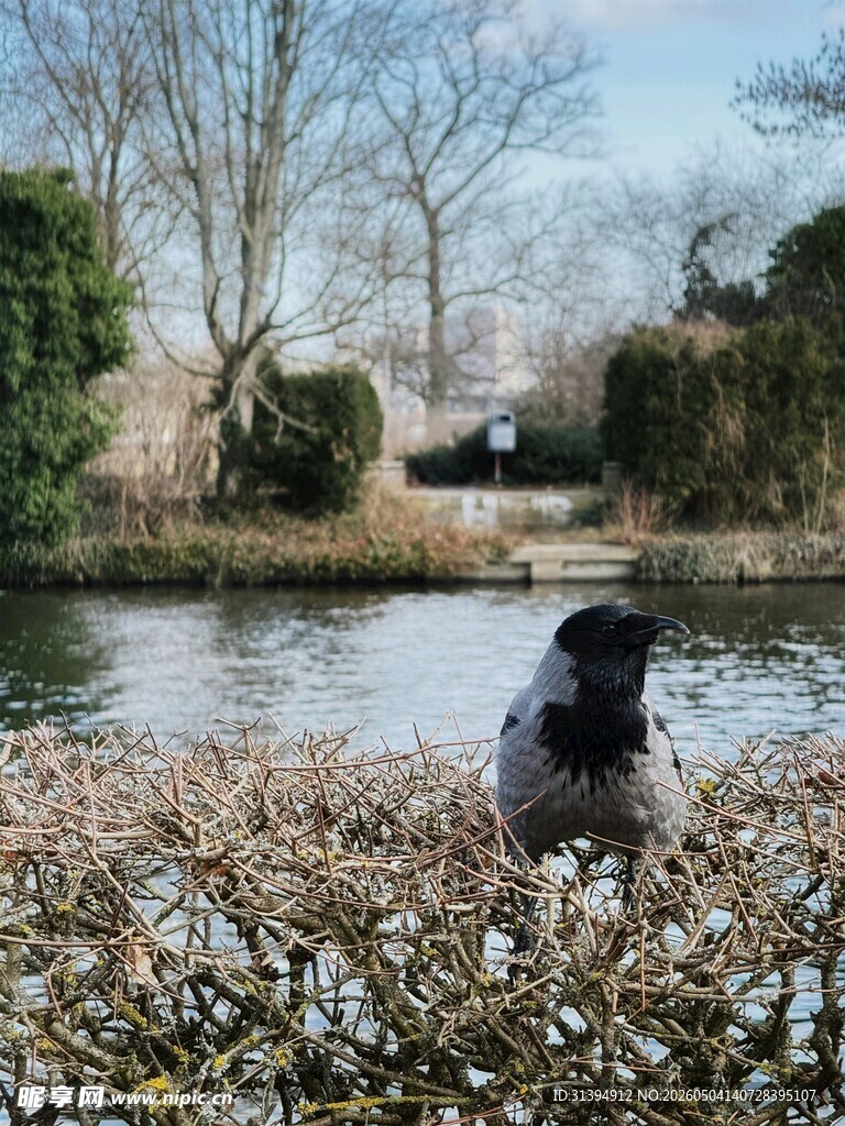 湖畔黑狗赏景
