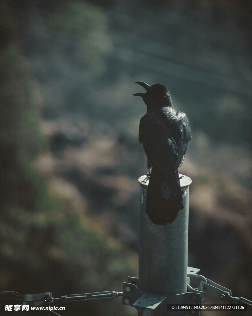 围栏上的小鸟