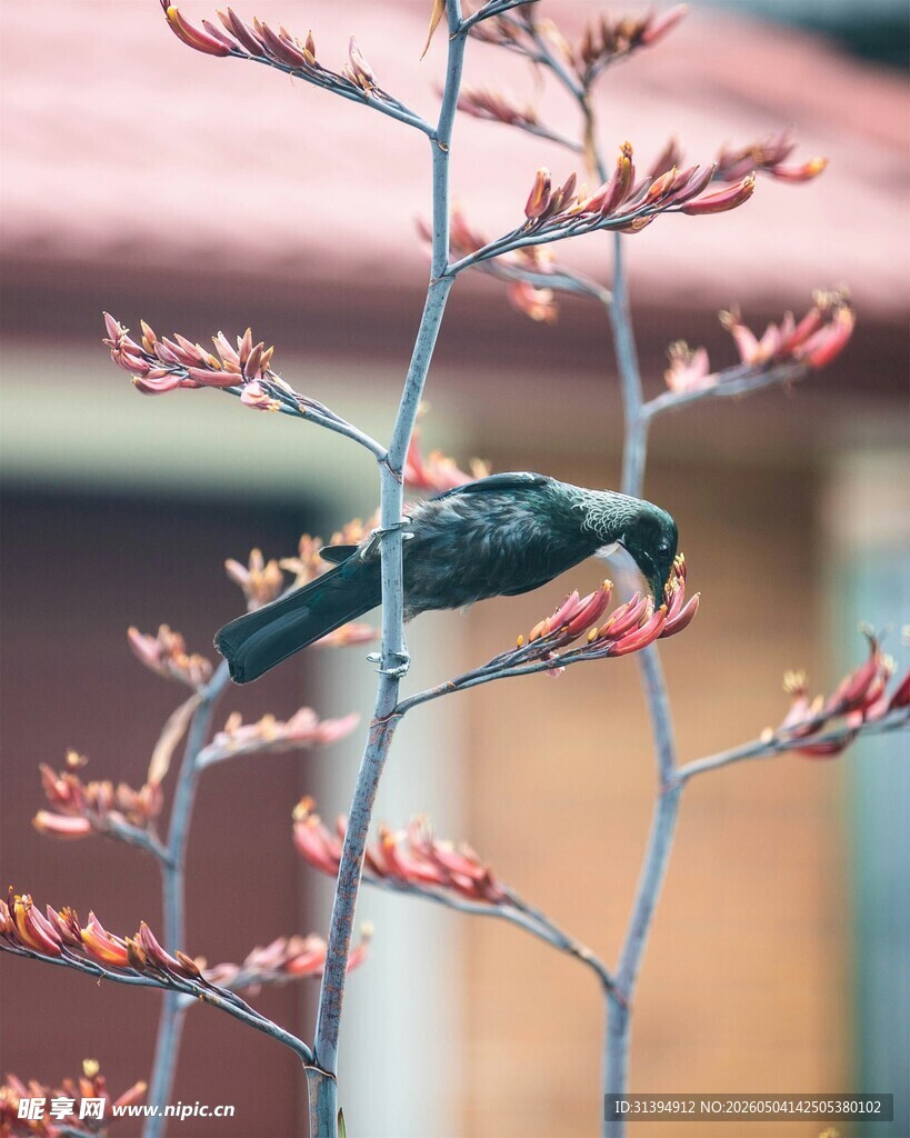 枝头飞鸟赏艳红花儿