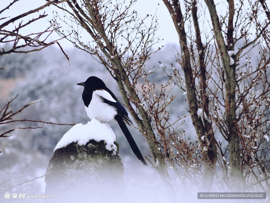 雪枝上的黑白喜鹊