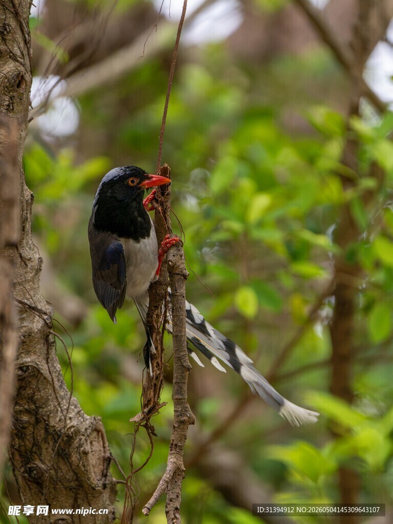 枝头黑羽鸟