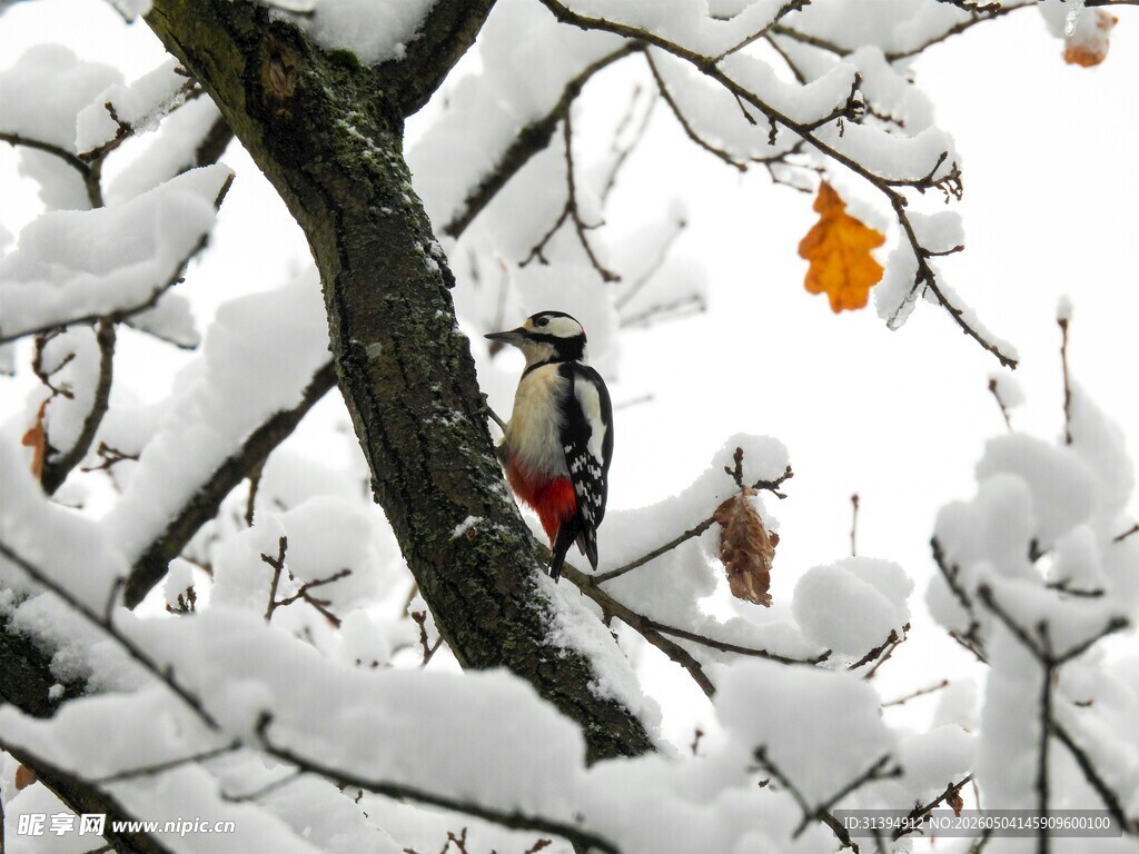 雪覆树枝上的啄木鸟
