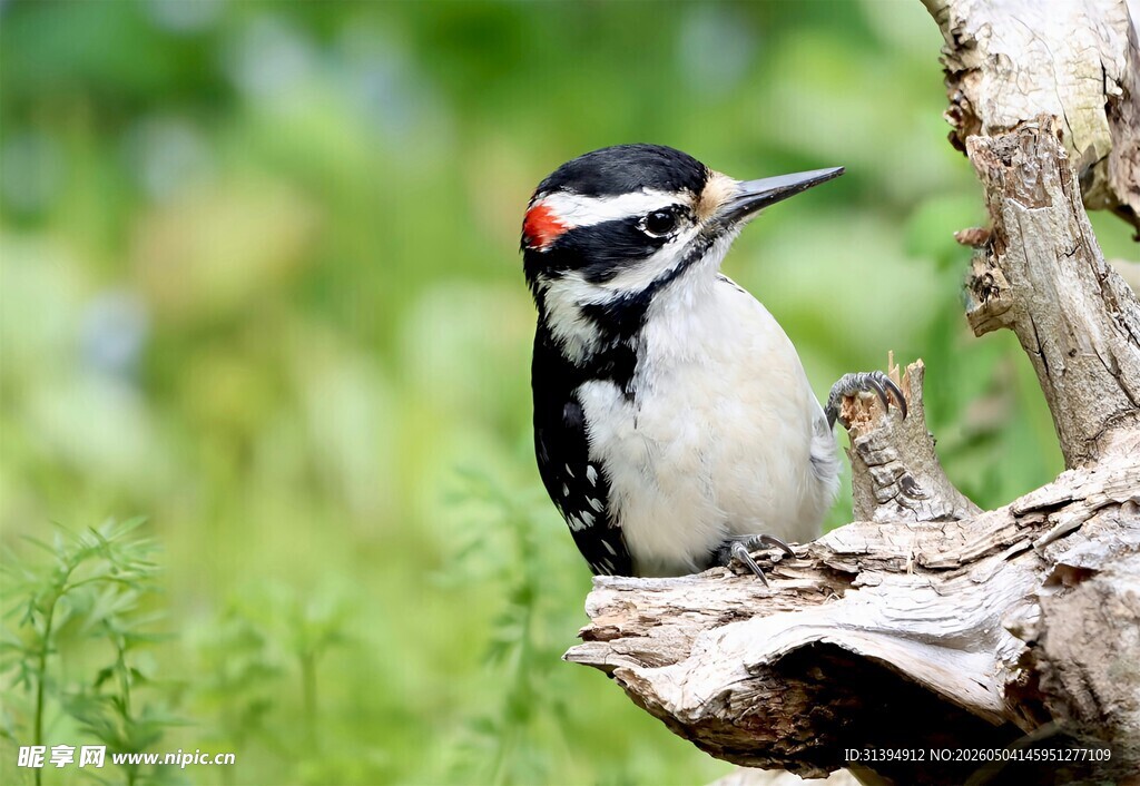 啄木鸟栖息于枝头