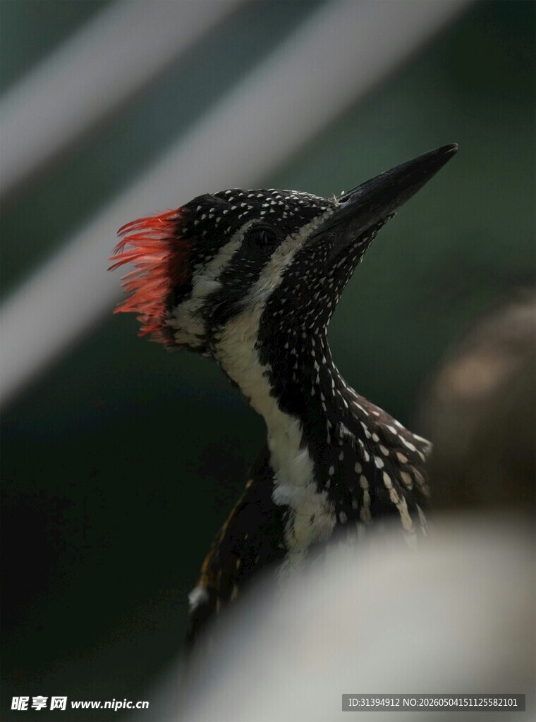 红冠啄木鸟特写