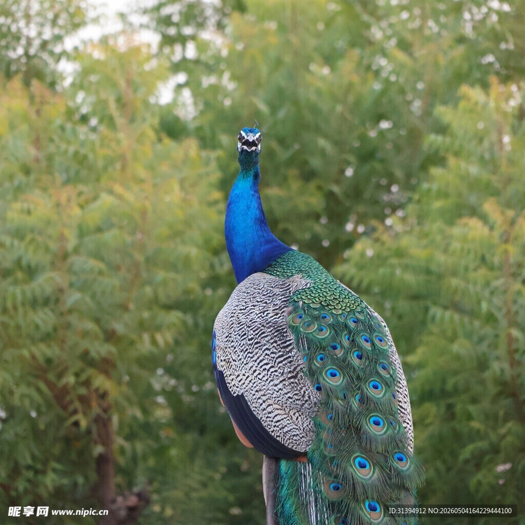 蓝孔雀立于葱郁草木间