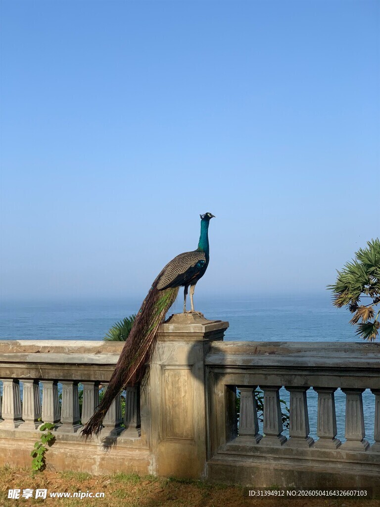 海边栏杆上的优雅孔雀