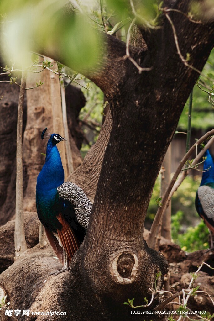 林中孔雀尽显自然之美