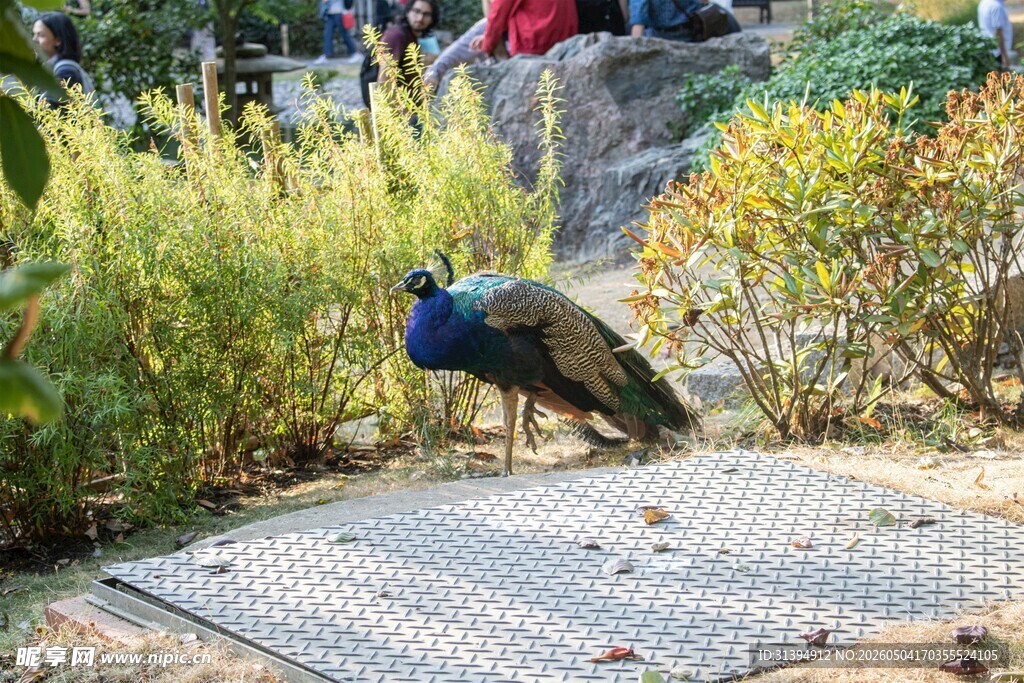 花园中漫步的美丽孔雀