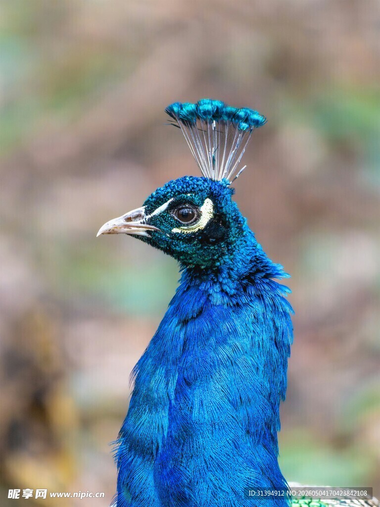 蓝孔雀特写