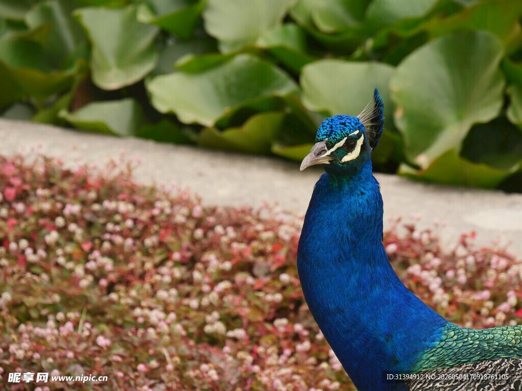 蓝孔雀于花丛绿叶间
