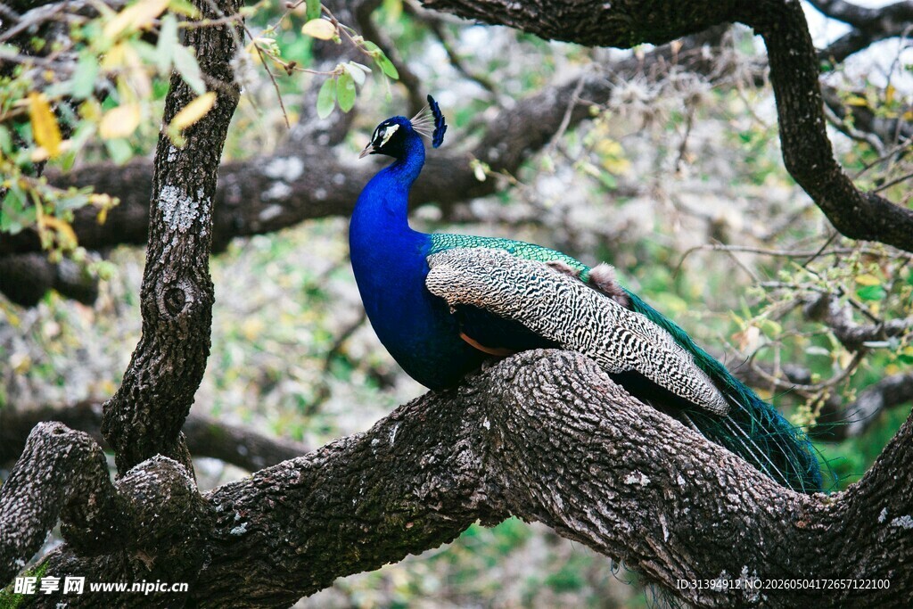 枝头孔雀