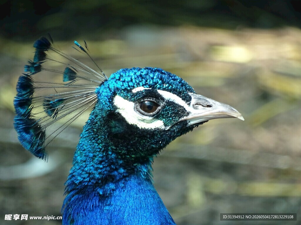 蓝孔雀特写
