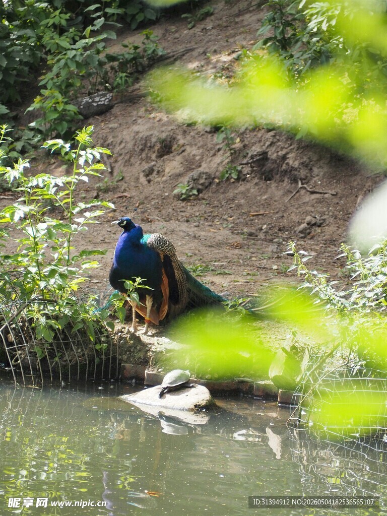 水边孔雀与鸭子共处